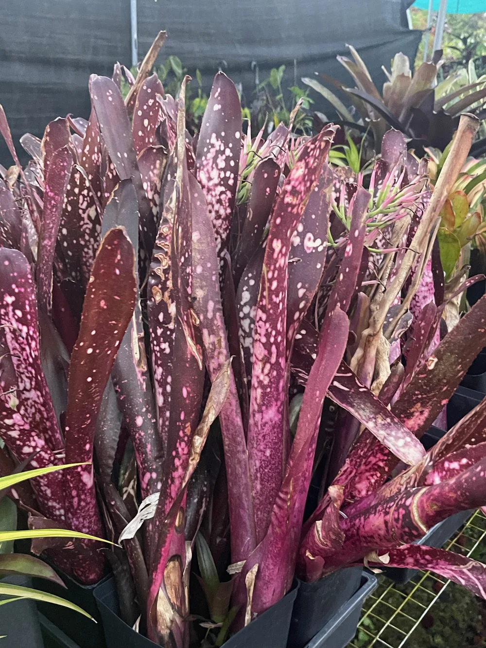 ブロメリア・エアープランツ Billbergia 'Simply Irresistible' B0268 Billbergia 'Simply Irresistible' — Vintage Green Farms with